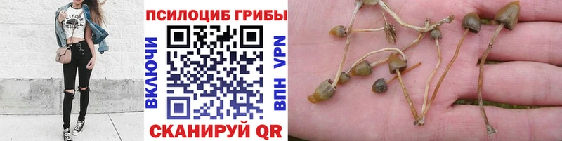 Купить  Петрозаводск  Псилоцибиновые грибы GOLDEN TEACHER 